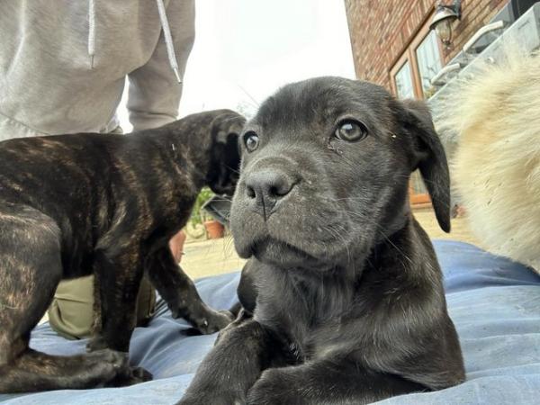 Image 8 of Cane corso x Rottweiler puppies