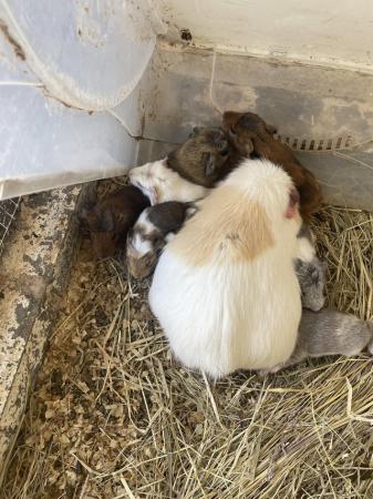 Image 1 of 6 week old guinea pig for sale