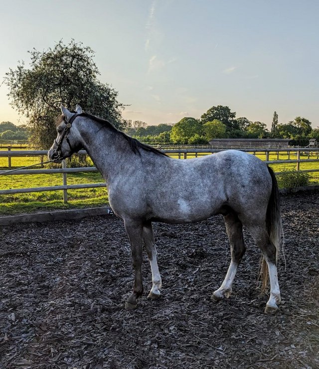 Preview of the first image of 3 year old welsh section B gelding 13.1hh.