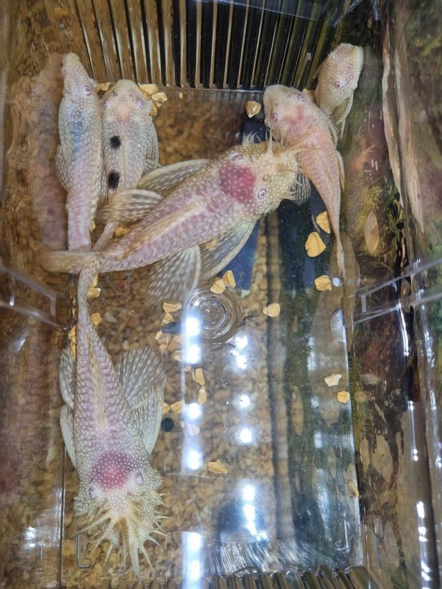 Preview of the first image of Adults and Juvenile albino bristlenose plecs males and femal.