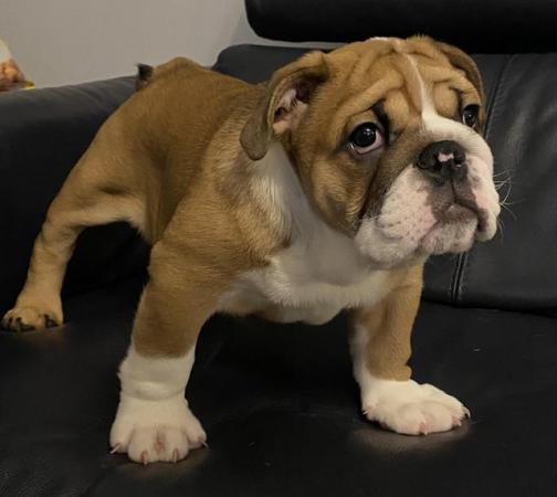 Image 10 of Kc registered English Bulldog gorgeous female puppy