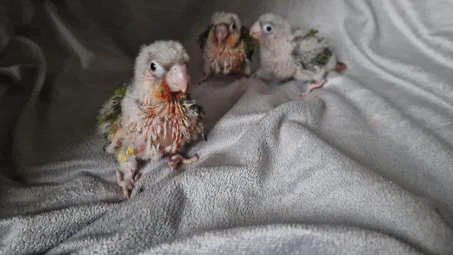 Image 11 of Adorable fully hand reared conure baby's