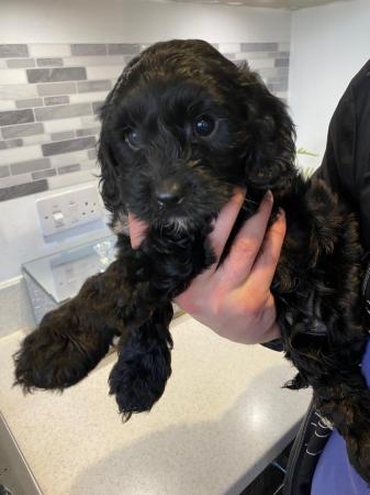 Image 15 of Gorgeous cavapoos from DNA tested parents