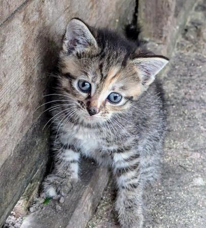 Image 6 of Two gorgeous tabby kittens