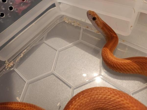Image 4 of Corn snake to rehome DOB 22