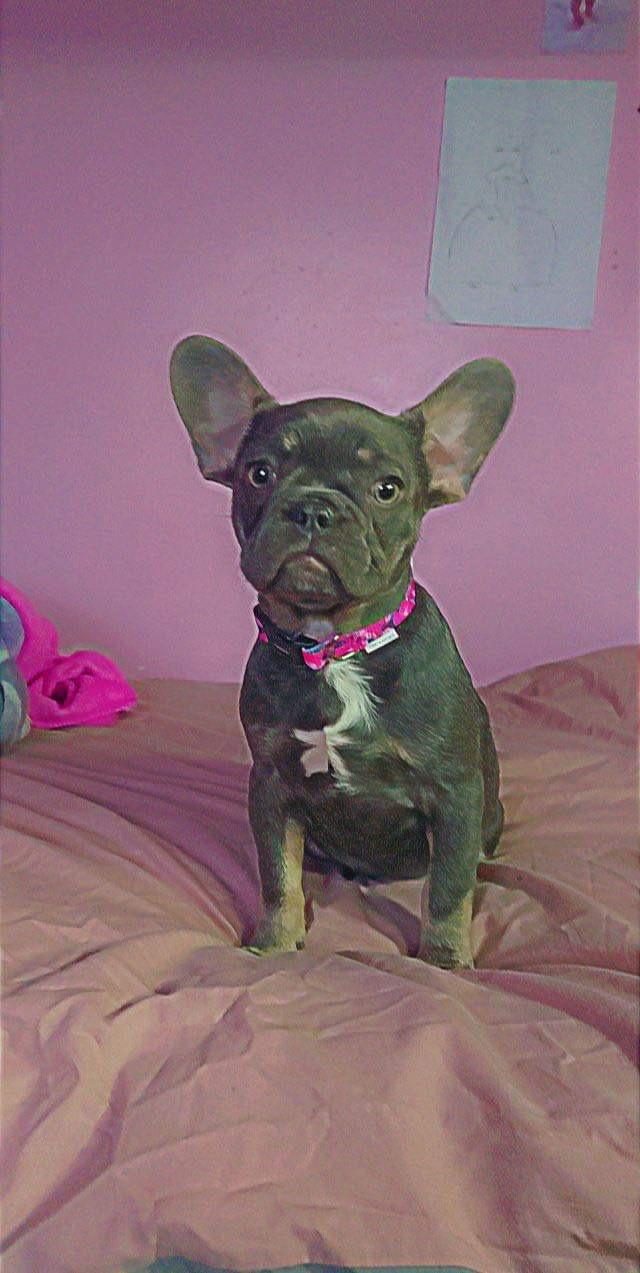 Preview of the first image of Female French bulldog 2 years old.