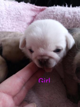Image 3 of Beautiful pug Puppys 4 available