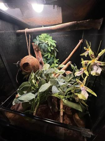 Image 5 of Crested gecko and Vivarium for sale