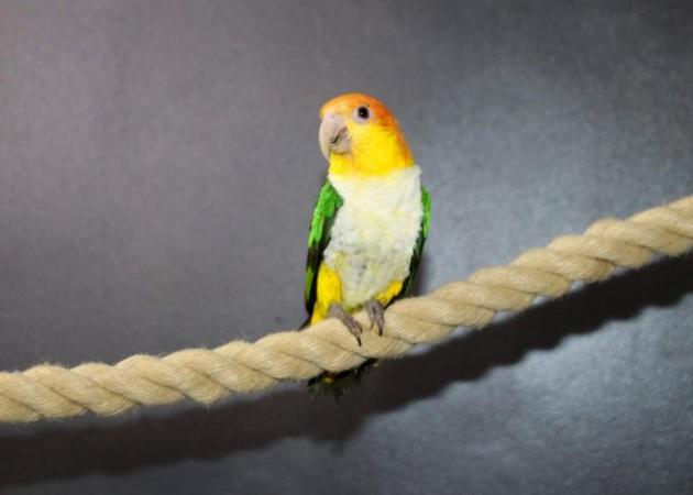 Image 7 of Baby Yellow Thigh Caique for sale,19