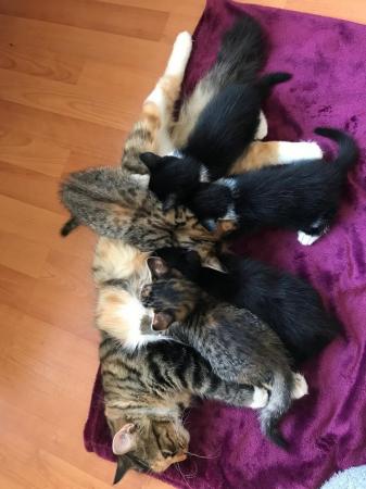 Image 5 of FOUR BEAUTIFUL MIXED BREED KITTENS FOR SALE