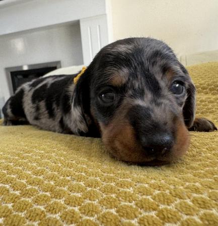 Image 1 of KC registered Quality miniature dachshund puppies