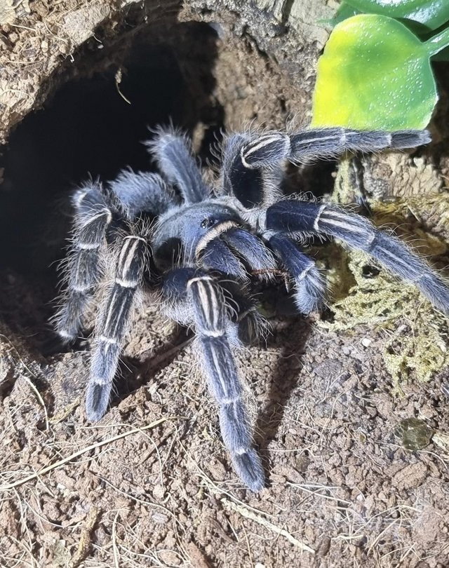 Preview of the first image of Aphonopelma seemanii adult female.