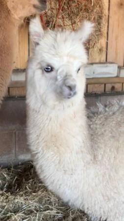 Image 1 of White alpaca weanling male 6months