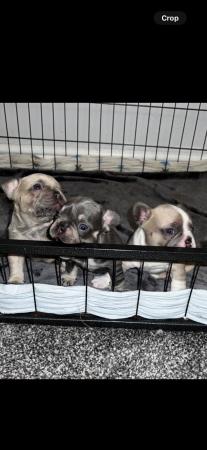 Image 5 of Adorable French bulldog puppies 5 weeks old