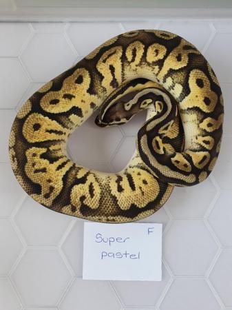 Image 5 of Juvenile royal/ball pythons available