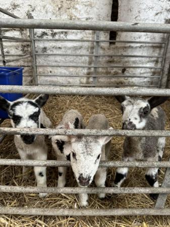 Image 2 of Pet Lambs for sale Males & Females