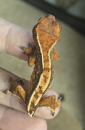 Image 3 of 9 baby crested geckos for sale