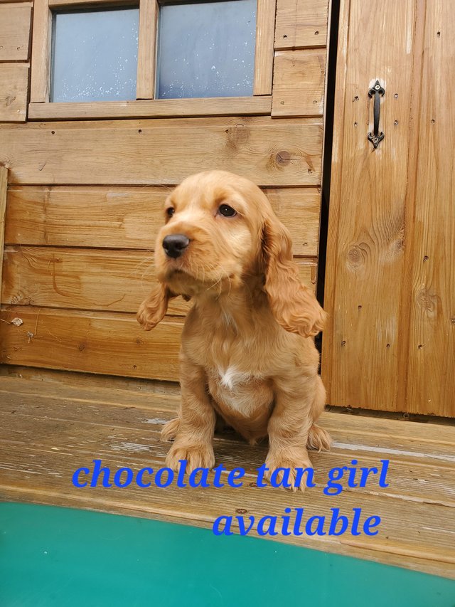 Preview of the first image of Kc registered Show cooker Spaniel pups. DNA tested parents.