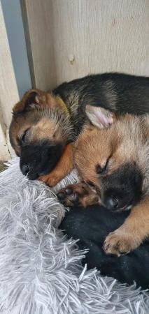 Image 18 of German shepherd puppies for sale