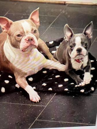 Image 12 of chunky rare colours full pedigree blue eyed Boston terriers