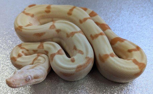 Image 3 of Super Sunglow Boa Constrictor het Moonglow female CB 2023