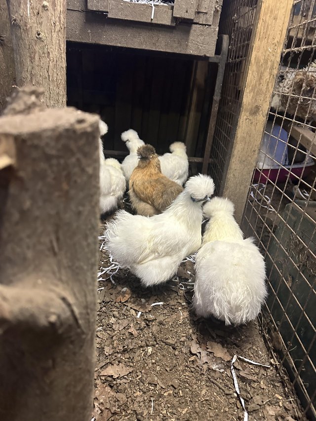 Preview of the first image of White silkie hens available.