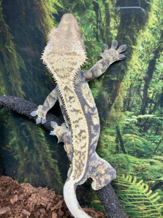 Image 3 of Male harlequin crested gecko