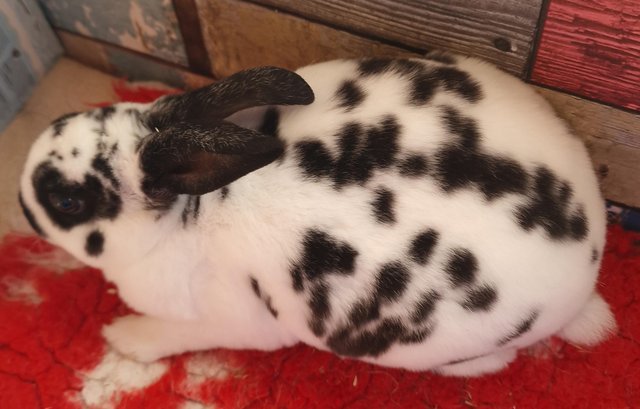 Image 8 of Mini rex kits looking for new homes