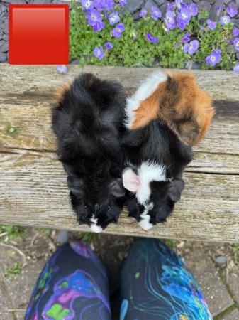 Image 11 of Guinea pigs male and female for sale. Sheffield.