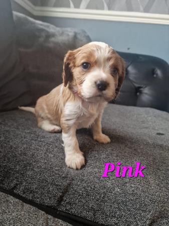 Image 4 of Cavalier king charles spaniel puppies