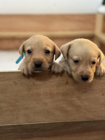 Image 1 of Golden and red fox Labrador puppies looking for their homes