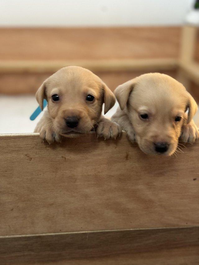 Preview of the first image of Golden and red fox Labrador puppies looking for their homes.