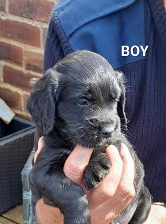Image 12 of KC Registered Cocker Spaniel Puppies