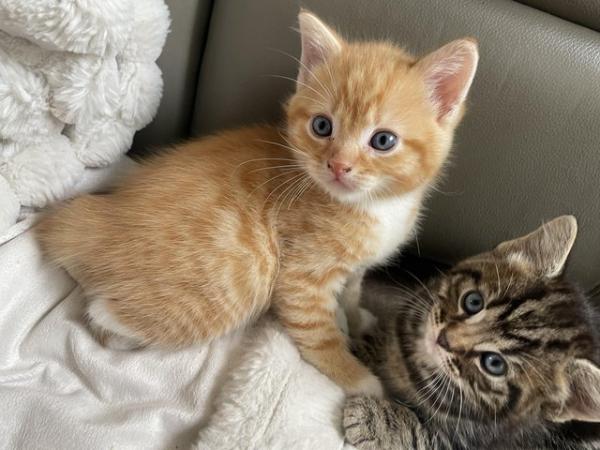 Image 7 of Maine Coon Mix Kittens x