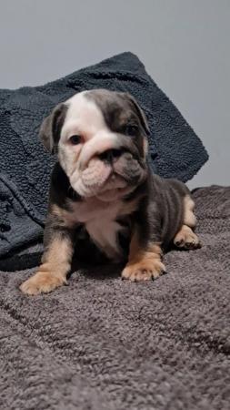 Image 5 of English bulldog puppies 8 weeks old 18th March
