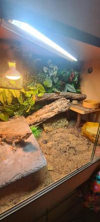 Image 4 of 7 Month Old Bearded Dragon and Vivarium