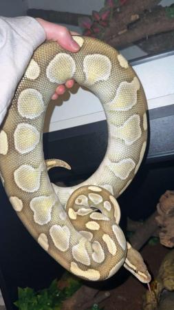 Image 4 of Snake up for sale/adoption