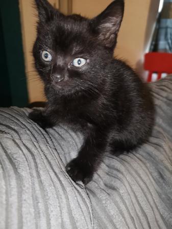 Image 2 of black kitten 3 months old