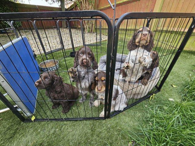 Preview of the first image of Cocker spaniel show type KC registered 2 boys lef. READY NOW.