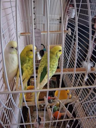 Image 3 of Three budgies with cage