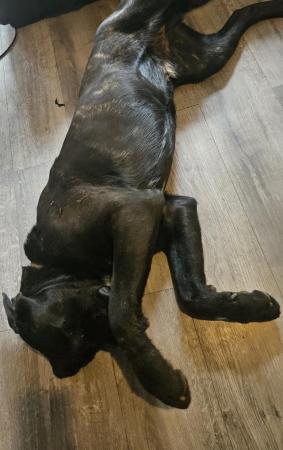 Image 7 of 1 year cane corso cross mastiff , looking for a good home