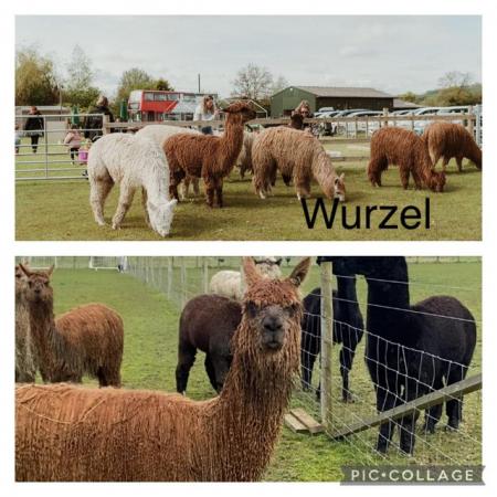 Image 2 of Alpaca Males looking for loving new homes