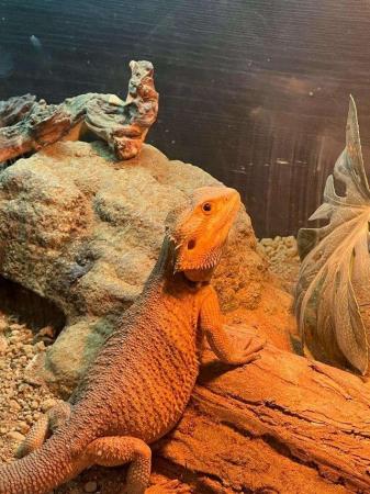Image 2 of Pair of red/orange Bearded Dragons