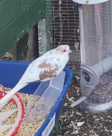 Image 4 of Breeding pair - Red/White Diamond doves for sale
