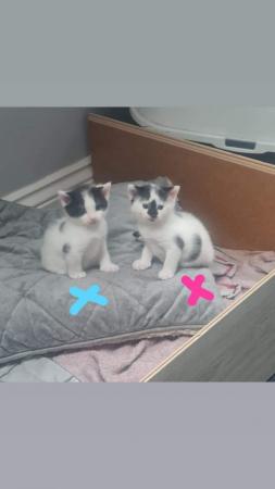 Image 2 of Fluffy kittensready to leave 8th jun only 1 girl left