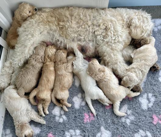 Image 16 of Goldendoodle Puppies for sale