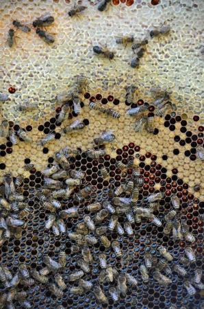 Image 5 of Langstroth Overwintered Strong Honey Bees 5-Frame Nucs