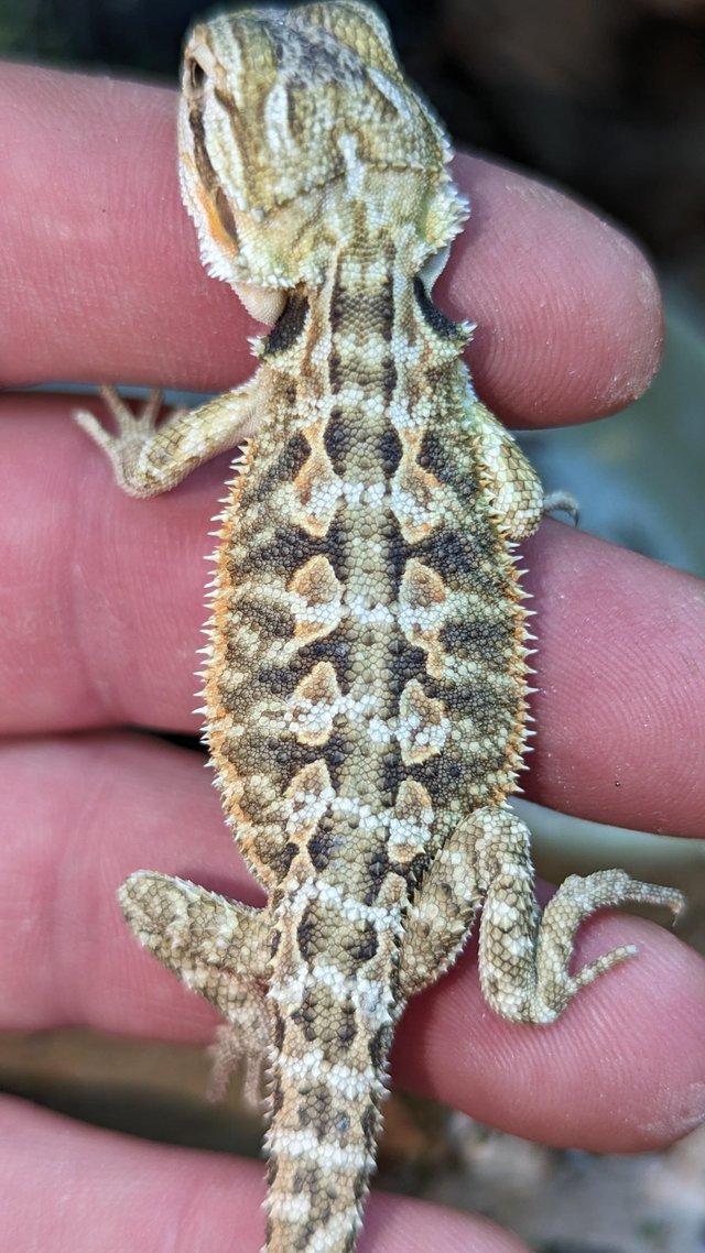 Preview of the first image of Baby bearded dragons first come first serve.