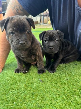 Image 9 of Gorgeous Blue Siras Staffie x Shar Pei pups for sale