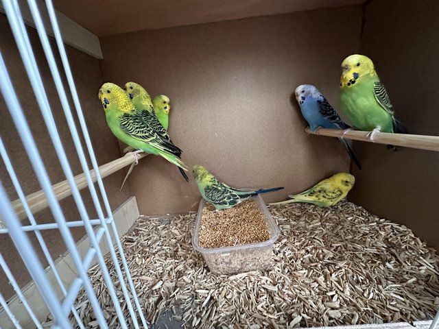 Preview of the first image of Aviary Clearance Budgie.